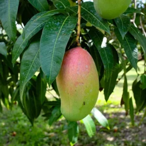 Valencia Pride Mango Aam Grafted Fruit Live Plant (1.5-3 Feet Height)