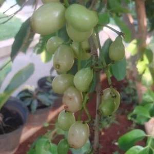 White Jamun Jambolan Jam Grafted Fruit Live Plant (1.5-3 Feet Height)