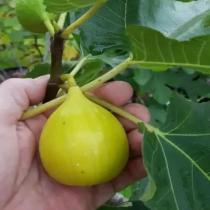 Yellow Fig Anjeer Layering/Grafted Fruit Live Plant (1-2 Feet Height)