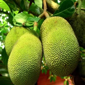 Red Sindoor Siddu Jackfruit Panasa
Varikka Katahal Chakka Grafted Fruit Live
Plant (1.5-3 Feet Height)