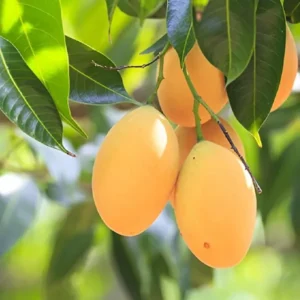 Alphonso Hapus Ratnagiri Mango Aam Grafted Fruit Live Plant (1.5-3 Feet Height)