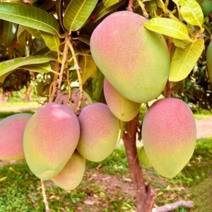 American Kent Mango Aam Grafted Fruit Live Plant (1.5-3 Feet Height)