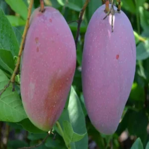 Bn 7 Mango Aam Grafted Fruit Live Plant (1.5-3 Feet Height)