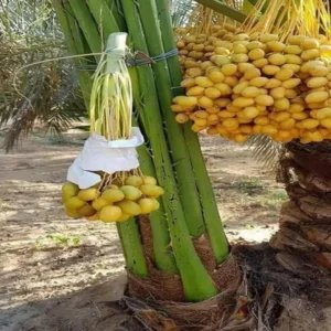 Amber Dates Palm Arabian Khurma Khajoor Dwarf Fruit Live Plant (1.5-3 Feet Height)