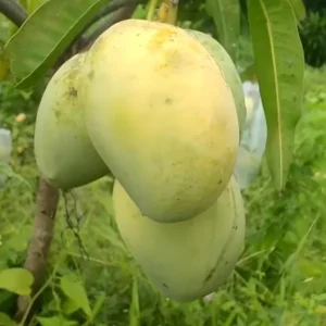 Anwar Ratol Rataul Mango Aam Grafted Fruit Live Plant (1.5-3 Feet Height)