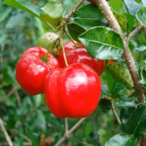 Barbados Apple Cherry Cherries Layering/Grafted Fruit Live Plant (1-2 Feet Height)