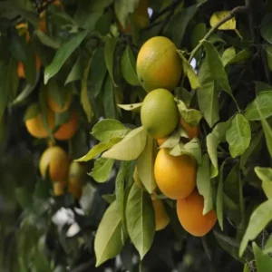 China Oran e Santra Grafted Fruit Live Plant (1.5-2 Feet Height)