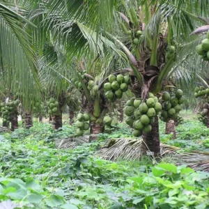 Kerala Kalpasree Coconut Nariyal Hybrid Dwarf Fruit Live Plant (2-4 Feet Height