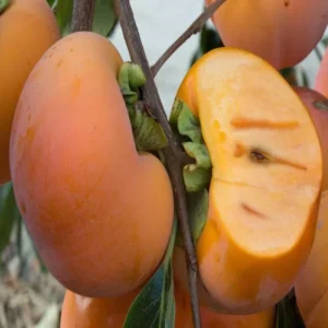 Fuyu Persimmon Grafted Fruit Live Plant (2-3 Feet Height)