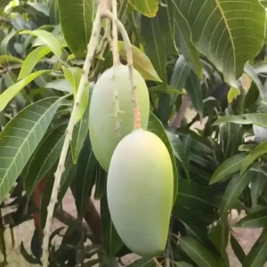 Gir Kesar Mango Aam Grafted Fruit Live Plant (1.5-3 Feet Height)