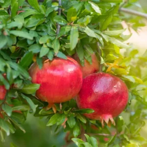 Granada Pomegranate Anar Layering/Grafted Fruit Live Plant (1.5-3 Feet Height)