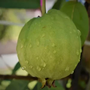 Sardar Lucknow-49 L-49 Guava Amrood Layering/Grafted Fruit Live Plant (1.5-3 Feet Height)