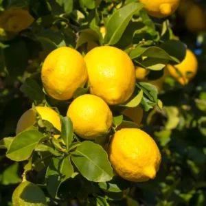 Nimbu Seedless All Time Lemon Lemon Nimbu Layering/Grafted Fruit Live Plant (1-2 Feet Height
