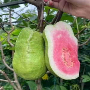 Taiwan Pink Guava Amrood Layering/Grafted Fruit Live Plant (1.5-3 Feet Heiqht)