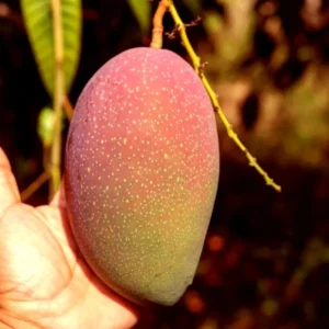 Osteen Mango Aam Grafted Fruit Live Plant (1.5-3 Feet Height)