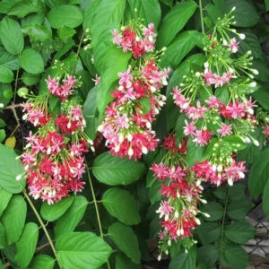 Rangoon Creeper Madhavi Lata Madhumalti Flower Climbers Flower Live Plant 1-2 Feet Hei ht