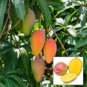 Red Rose Gulab Khas Madrazi Golapkhas Mango Aam Grafted Fruit Live Plant (1.5-3 Feet Height)