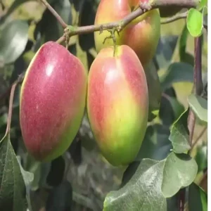 Red Sundari Apple Ber Jujube Kul Grafted Fruit Live Plant (1-2 Feet Height)