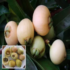 Rose Apple Gulab Jamun Layering/Crafted Fruit Live Plant (1.5-3 Feet Height)