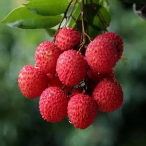 Muzaffarpur Shahi Litchi Lychee Fruit Live Plant (1.5-2 Feet Height)