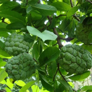 Balanagar Custard Apple Sugar Apple Sitafal Ata Crafted Fruit Live Plant (1.5-3 Feet Height)