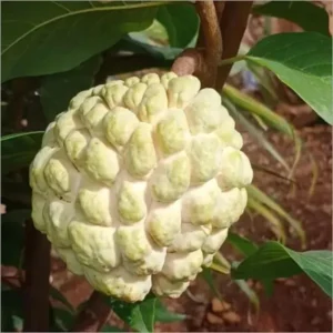 Super Golden Custard Apple Grafted Fruit live Plant (1.5-3 Feet Height)