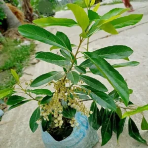 Sweet All Time Olive Jalpai All Time Layering/Grafted Fruit Live Plant (1.5-3 Feet Height)