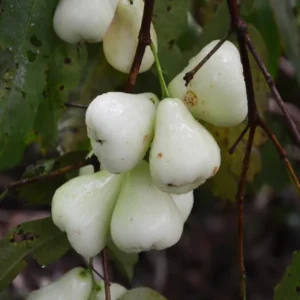 White Wax Apple Water Jamrul Chamba Layering/Grafted Fruit Live Plant (1.5-3 Feet Height)
