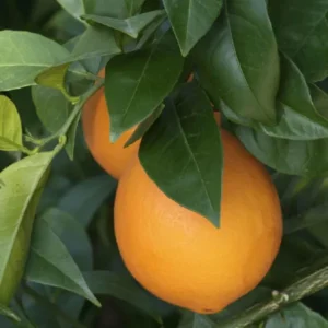 Washington Navel Orange Santra Grafted Fruit Live Plant (1.5-2 Feet Height)