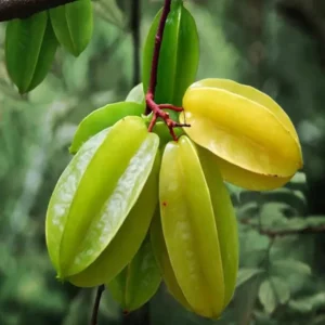 Sour Star Fruit Carambola Kamranga Amrak Grafted Live Plant (1.5-3 Feet Height)
