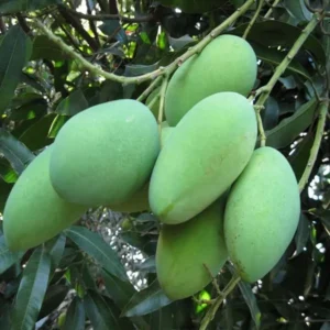 Amrapali Mango Aam Grafted Fruit Live Plant (1.5-3 Feet Height)