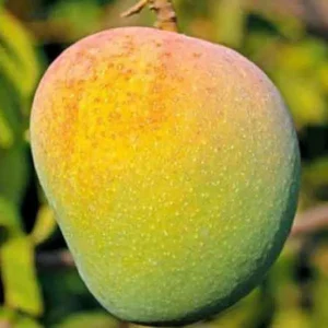 Badami Badam Mango Aam Crafted Fruit Live Plant (1.5-3 Feet Height)