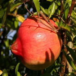Anar Ganesh Pomegranate Layering/Grafted Fruit Live Plant (1.5-3 Feet Height)