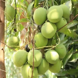 Kothapalli Kobbari Mango Aam Grafted Fruit Live Plant (1.5-3 Feet Height)