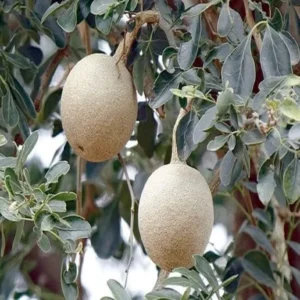Thai Wood Apple Kot Bel Grafted Fruit Live Plant (1.5-2 Feet Height)
