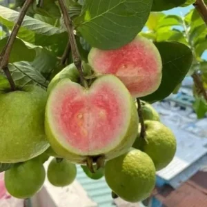 Madhuri Guava Amrood Layering/Grafted Fruit Live Plant (1.5-3 Feet Height)