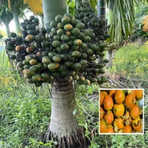 Inter Mangala Arecanut Betel Nut Supari Hybrid Dwarf Fruit Live Plant (1.5-3 Feet Height)