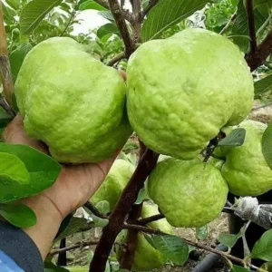Super Kiran Thai 5 Guava Amrood Layering/Grafted Fruit Live Plant (1.5-3 Feet Height)