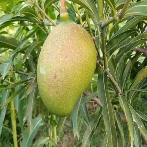 Suvarnarekha Mango Aam Grafted Fruit Live Plant (1.5-3 Feet Height)