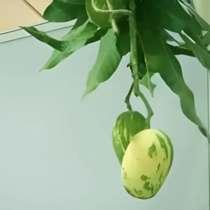 Variegated Mango Aam Grafted Fruit Live Plant (1.5-3 Feet Height)