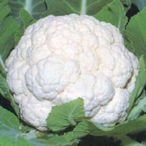 Cauliflower Snowball 16 - Desi Vegetable Seeds