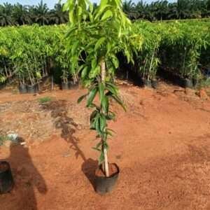 All Time Mango Fruit Organic Fruit Plants