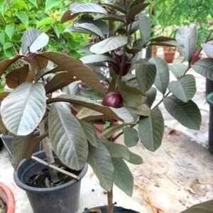 Black Guava Organic Fruit Plant