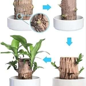 Lucky Brazil Wood Potted Plant | Healthy Indoor Live Lucky Plant | Brazilian Wood Plant for Living Room, Feng Shui Plant Pack of 1 Pcs