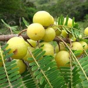 Amla Organic Fruit Plant (Seedling)