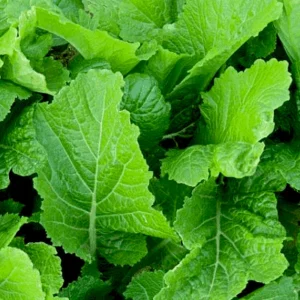 Mustard Florida Broadleaf - Vegetable Seeds