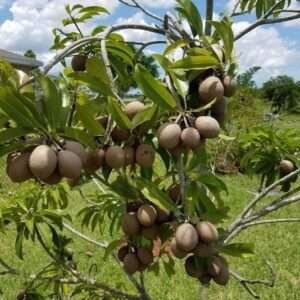 Desi Chikoo Organic Fruit Plant