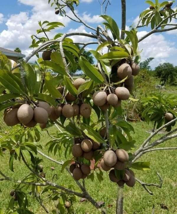 Desi Chikoo Organic Fruit Plant