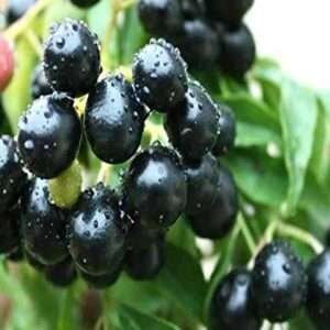 Jamun, Tree For Rohini Nakshatra, Taurus Or Vrishabha Rashi - Organic Fruit Plant