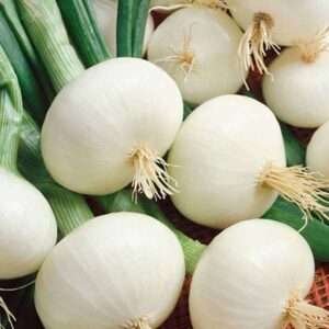 Onion White Globe - Vegetable Seeds